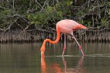 American Flamingo